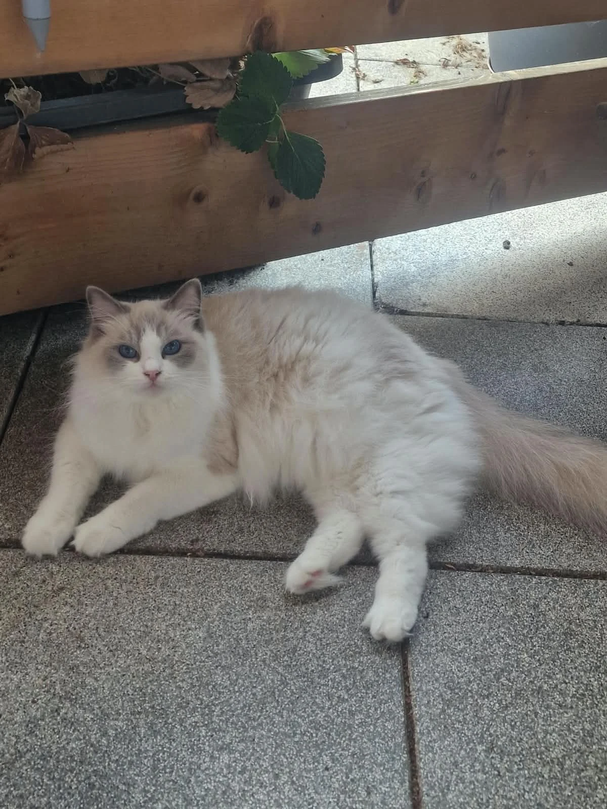 Sakura liegt entspannt auf Terrassenplatten, mit sichtbaren Pfoten und ihrem buschigen Schwanz